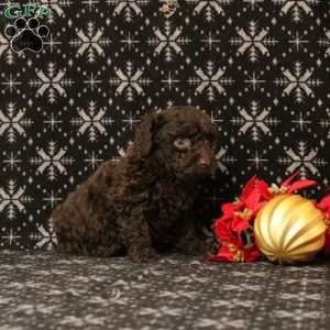 Upundra, Toy Poodle Puppy